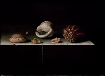 Sechs Muscheln auf einem Steinsims, 1696